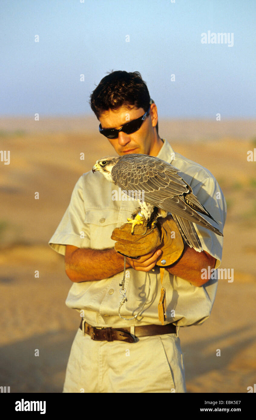 gyr falcon (Falco rusticolus), Gyr Falcon and man, United Arab Emirates, Dubai Stock Photo
