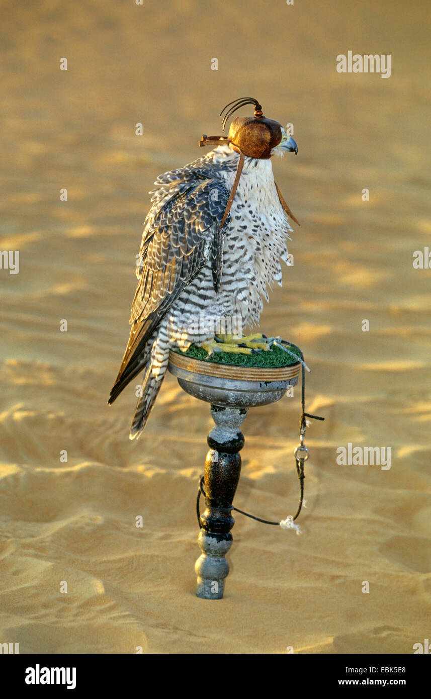 gyr falcon (Falco rusticolus), gyr falcon with hood sitting on an observation point, United Arab Emirates, Dubai Stock Photo
