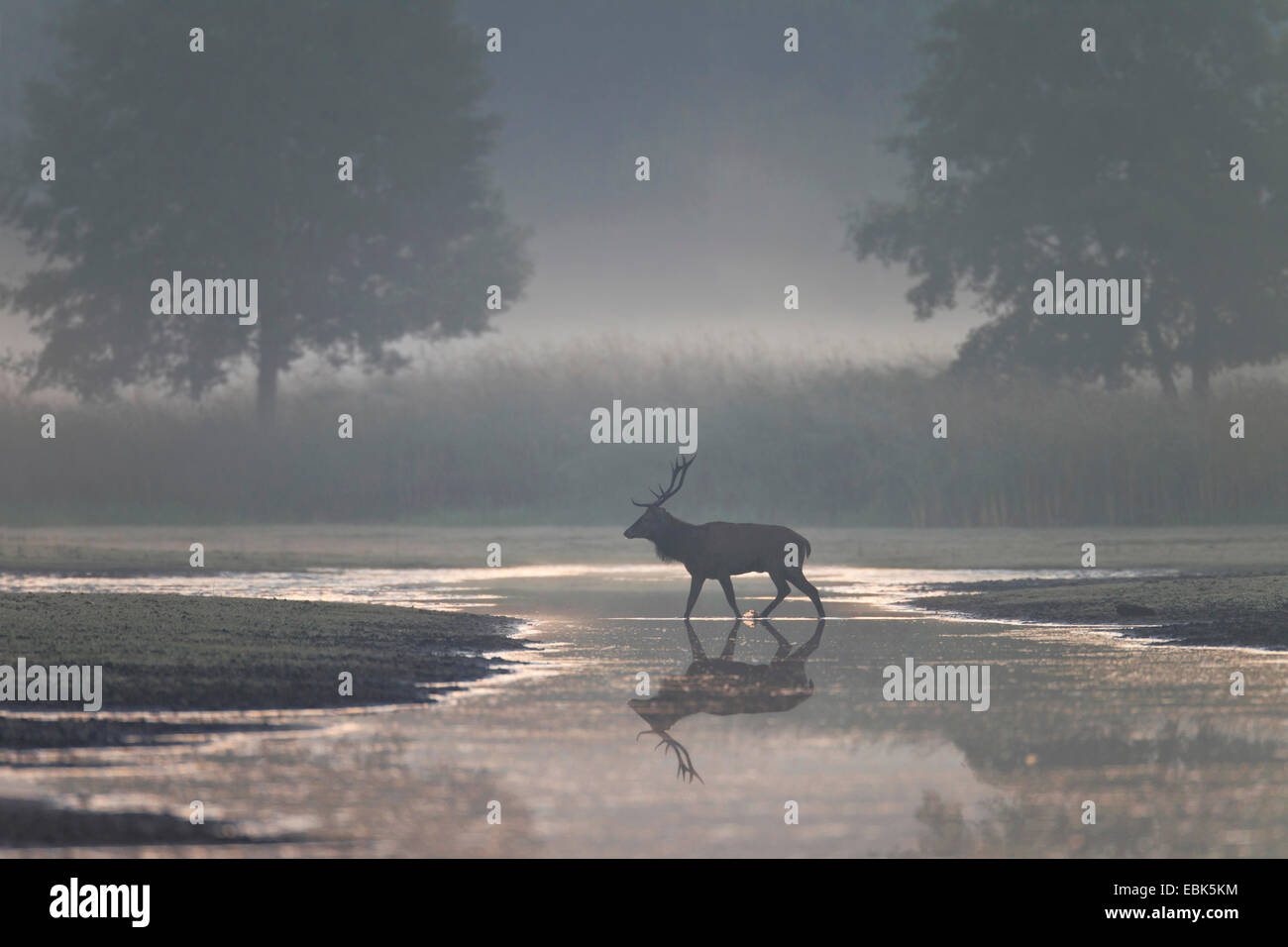 red deer (Cervus elaphus), stag crossing a shallow water in a wetland in morning mist, Germany, Saxony, Oberlausitz, Upper Lausitz Heath and Pond Landscape Stock Photo