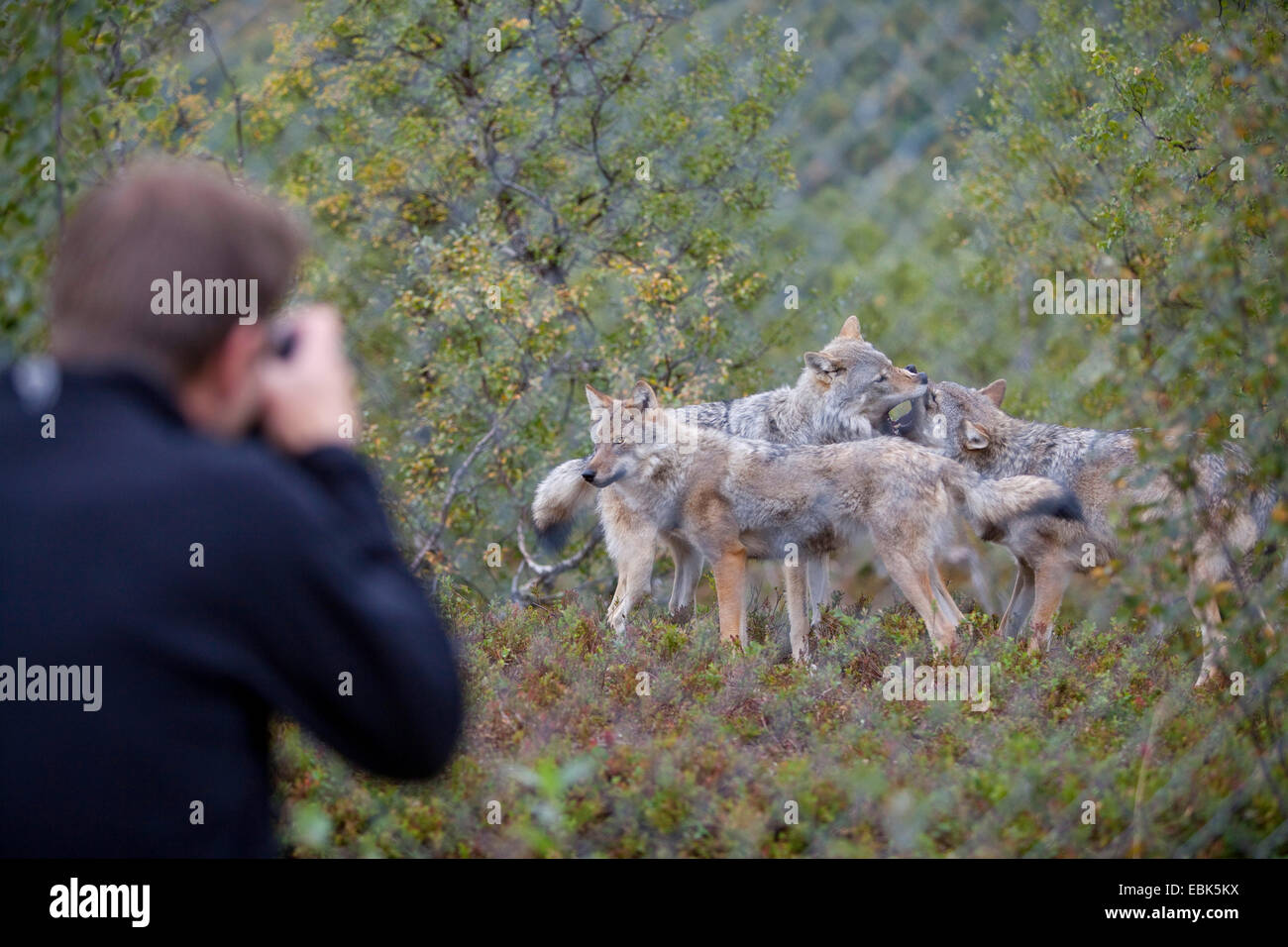 European gray wolf (Canis lupus lupus), man taking photos of wolves through a fence, Norway, Tromso Stock Photo