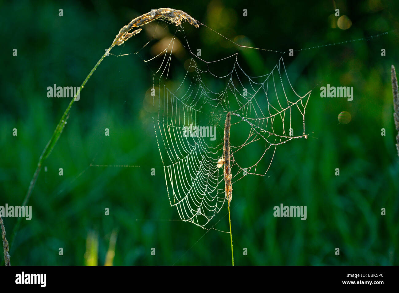 spider web, Germany, Bavaria, Oberpfalz Stock Photo