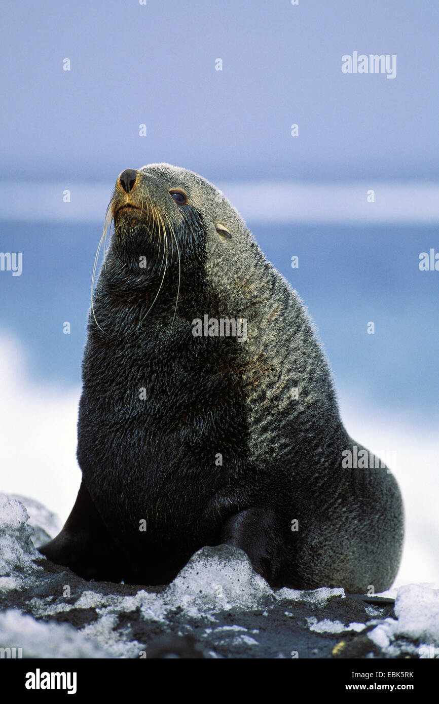 Antarctic fur seal (Arctocephalus gazella), male, Antarctica Stock Photo