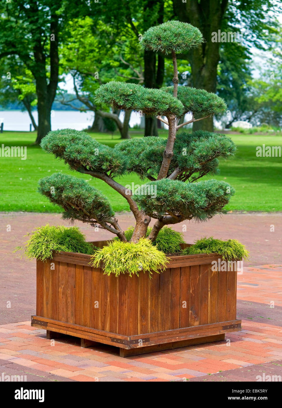 topiary of a pine in a container with Chamaecyparis pisifera 'Filifera Aurea Nana' , Germany, Lower Saxony, Ammerland, Bad Zwischenahn Stock Photo