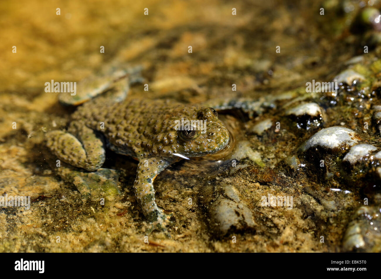 yellow-bellied toad, yellowbelly toad, variegated fire-toad (Bombina variegata), on the shore, Greece, Macedonia Stock Photo