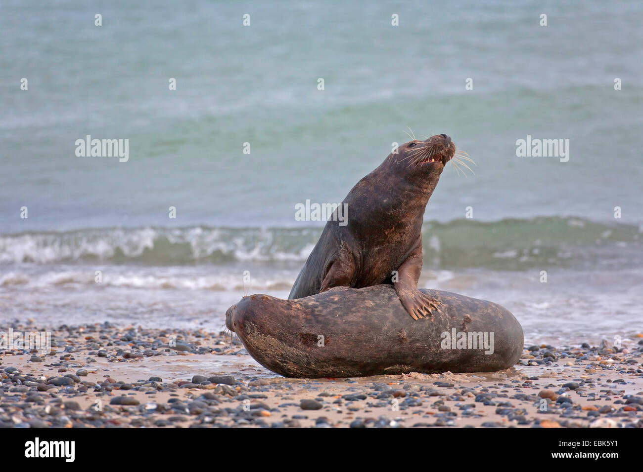gray seal (Halichoerus grypus), two playfully fighting males on the beach, Germany, Schleswig-Holstein, Heligoland, Nationalpark Schleswig-Holsteinisches Stock Photo