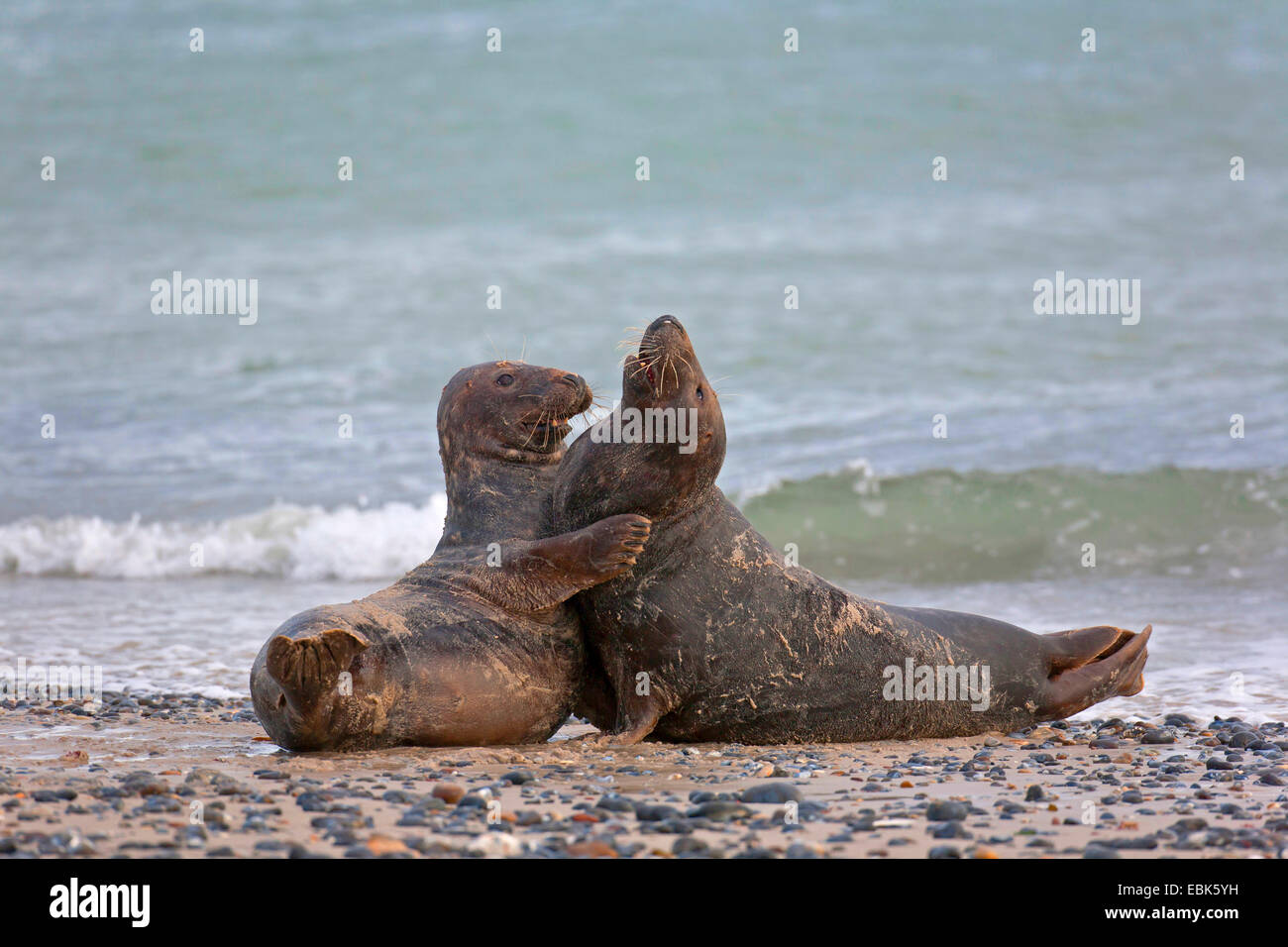 gray seal (Halichoerus grypus), two playfully fighting males on the beach, Germany, Schleswig-Holstein, Heligoland, Nationalpark Schleswig-Holsteinisches Stock Photo