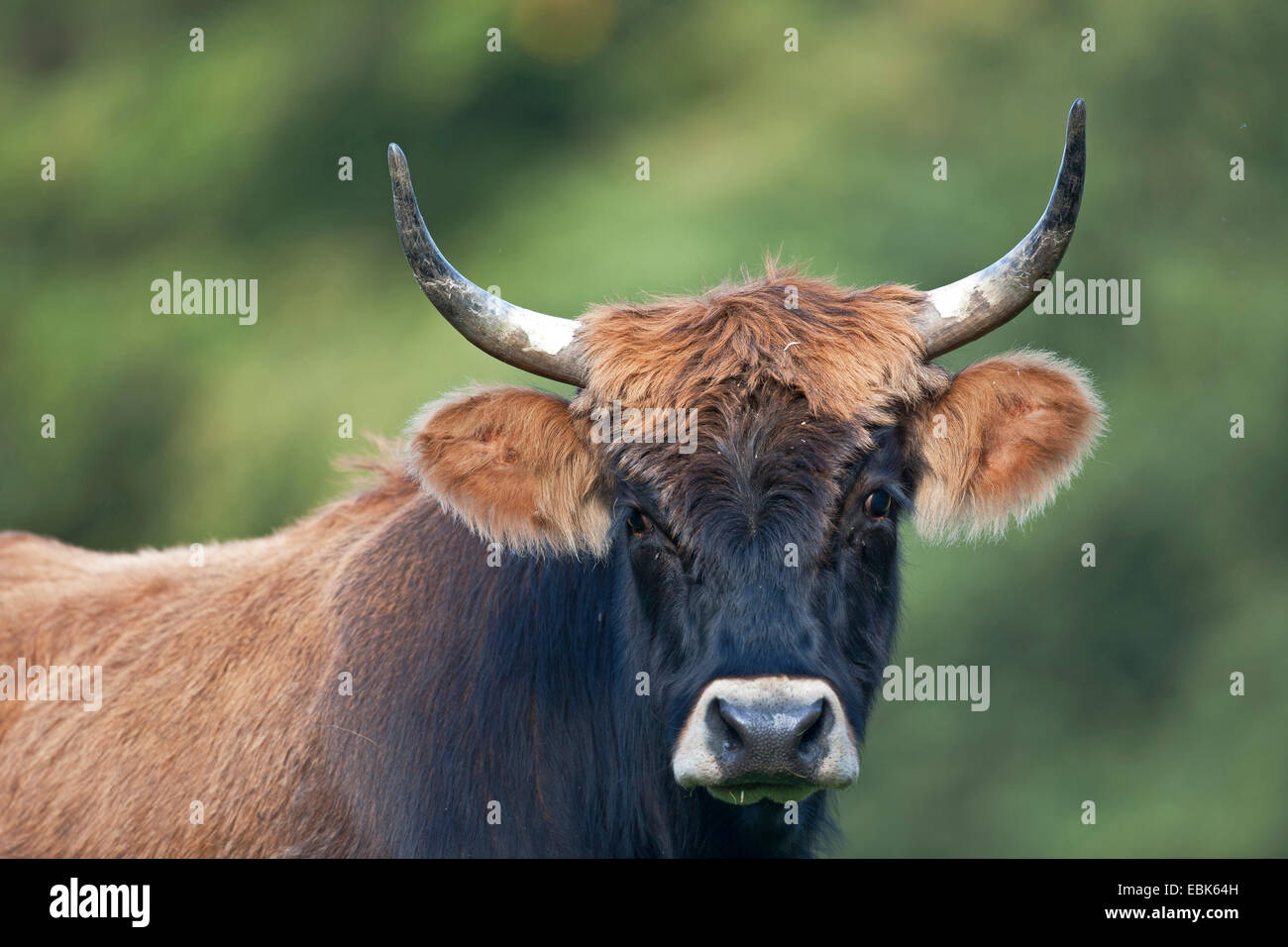 Heck cattle (Bos primigenius f. taurus), cow, Aurochs - breed back, Germany, Schleswig-Holstein Stock Photo