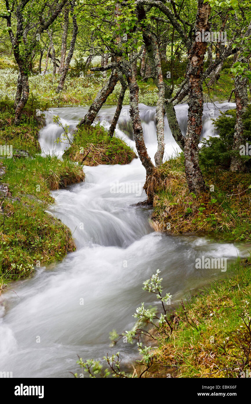 forest creek, Norway Stock Photo