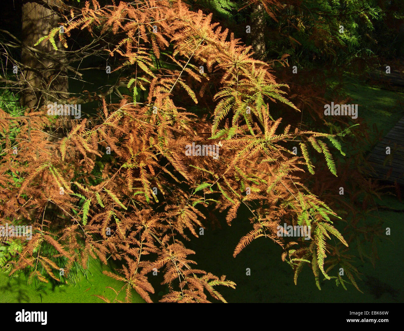 baldcypress (Taxodium distichum), branch with autumn needles Stock Photo
