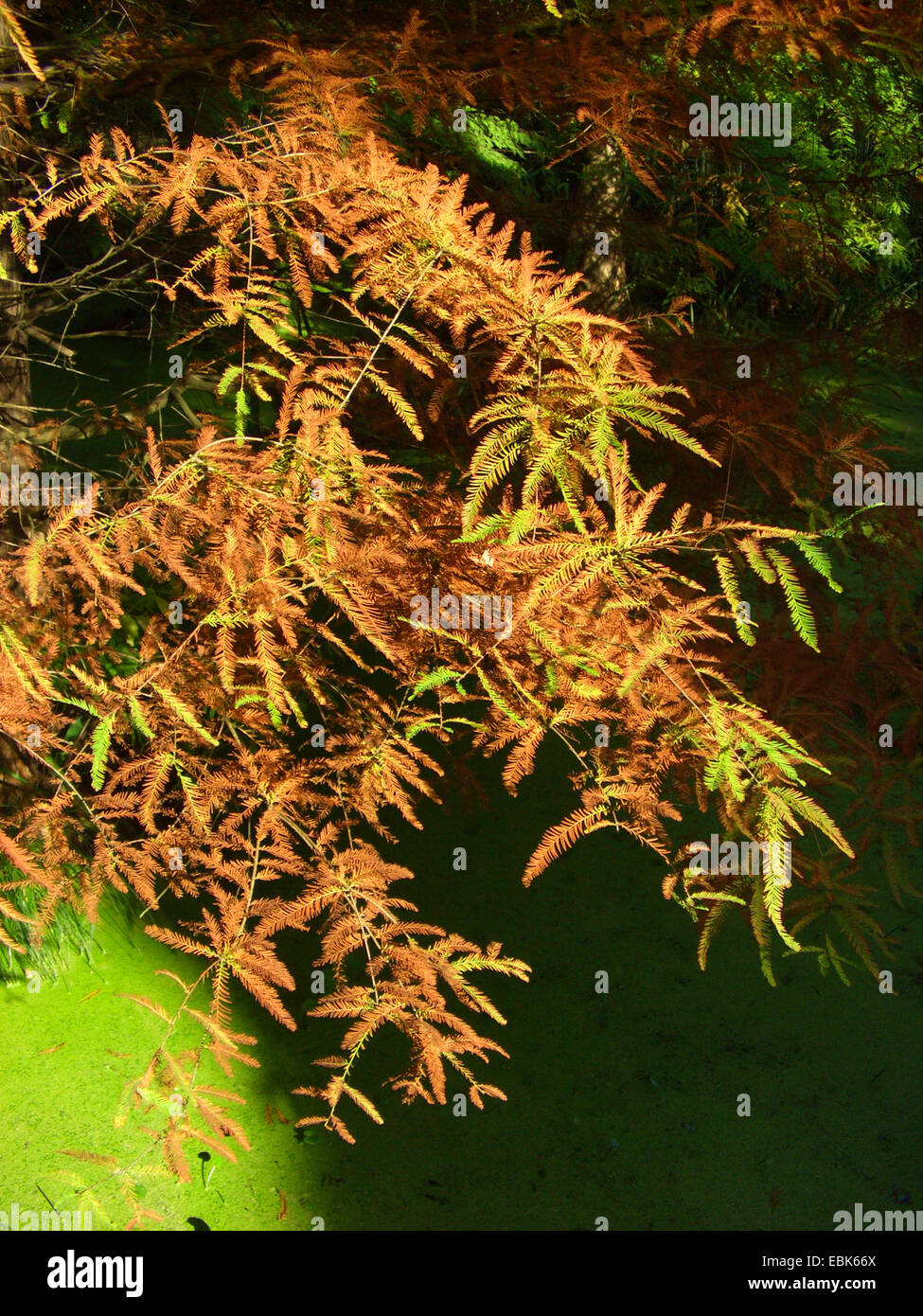 baldcypress (Taxodium distichum), branch with autumn needles Stock Photo