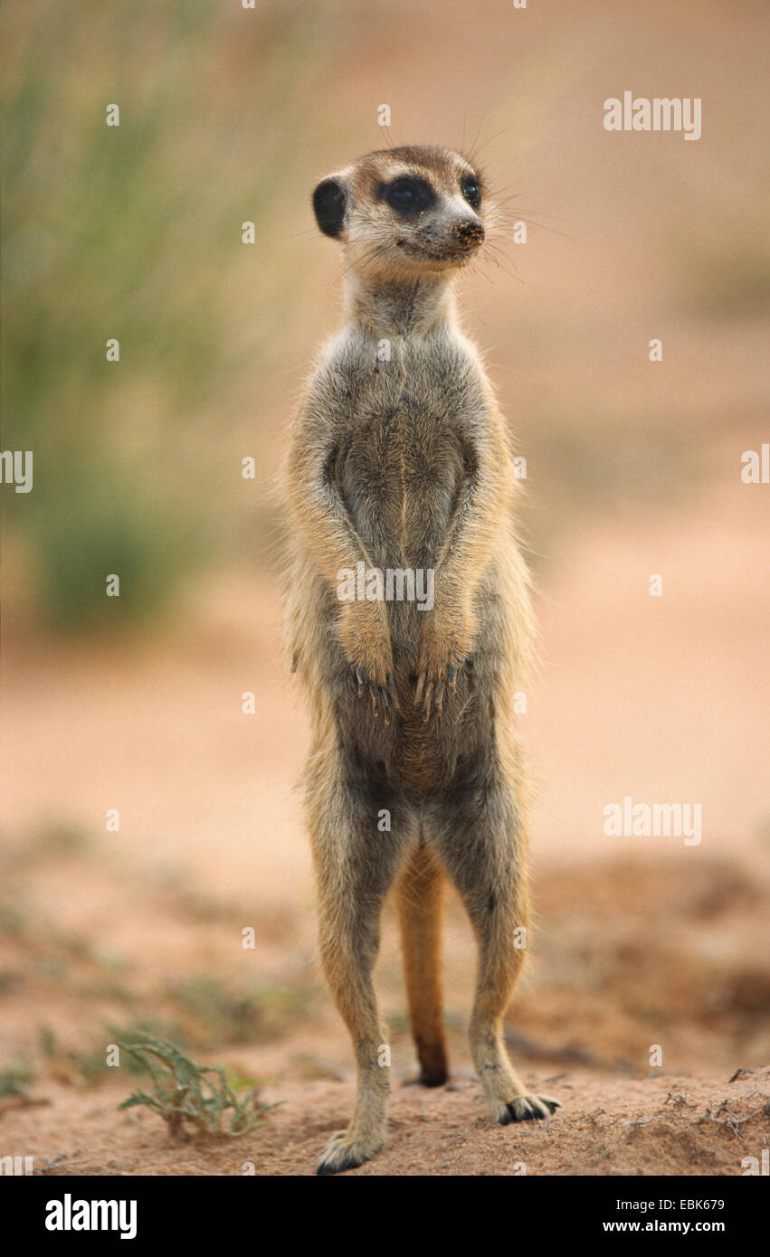 suricate, slender-tailed meerkat (Suricata suricatta), watching, South Africa, Kgalagadi Transfrontier National Park Stock Photo