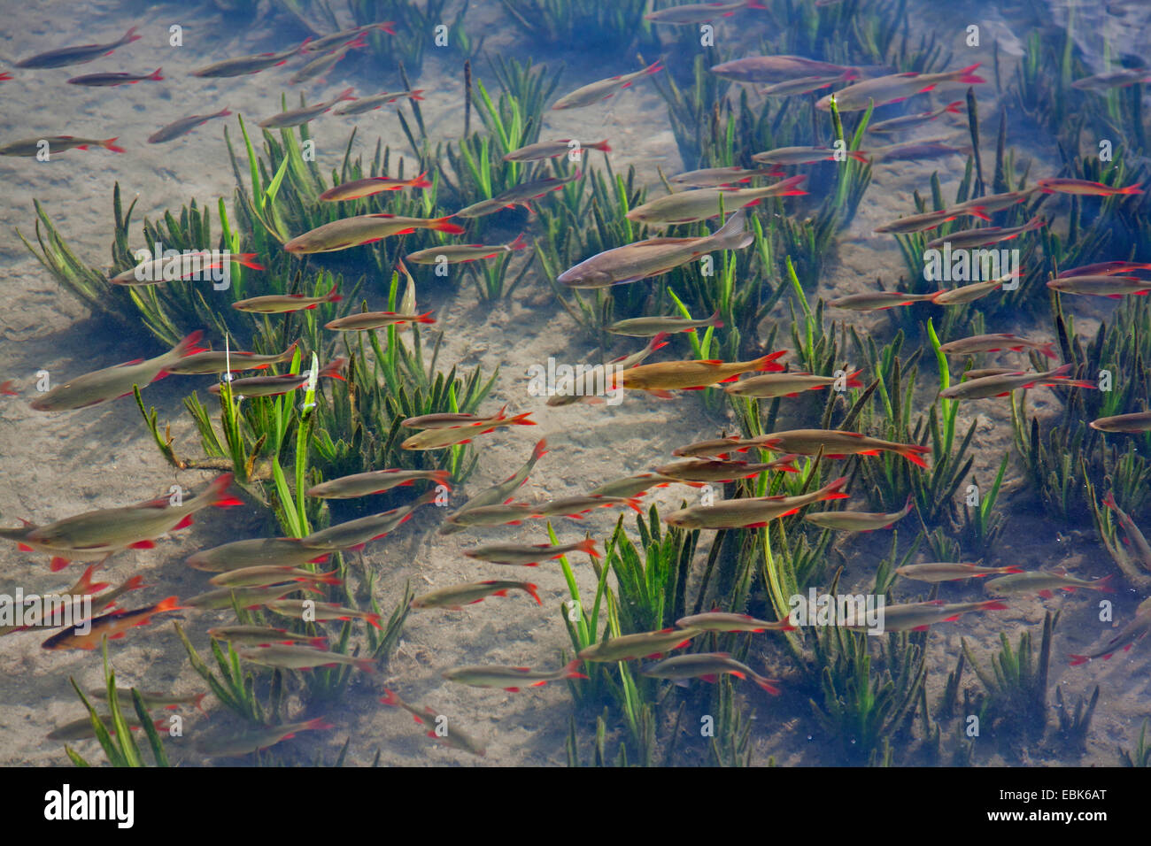 Rudd, Crucian Carps (Scardinius erythrophthalmus, Carassius carassius), school of Rudds and Crucian Carps, Germany, Schleswig-Holstein Stock Photo