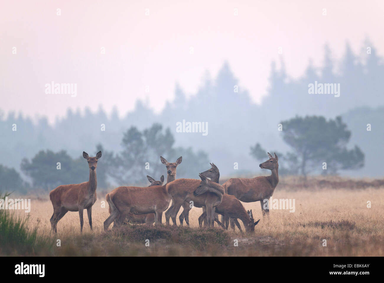 red deer (Cervus elaphus), hinds and calves in morning damp, Denmark, Jylland Stock Photo