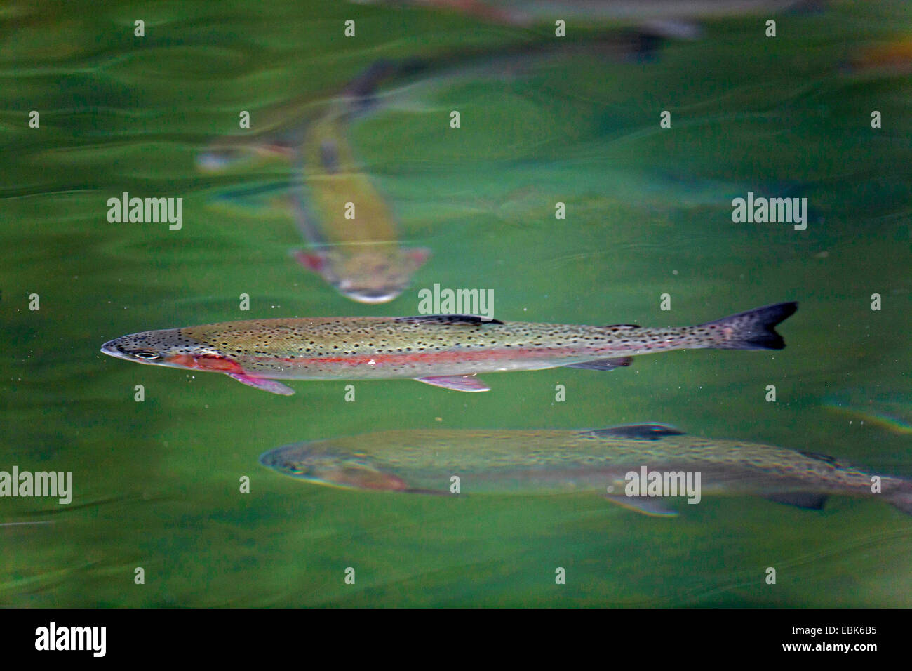 Rainbow trout swimming hires stock photography and images Alamy
