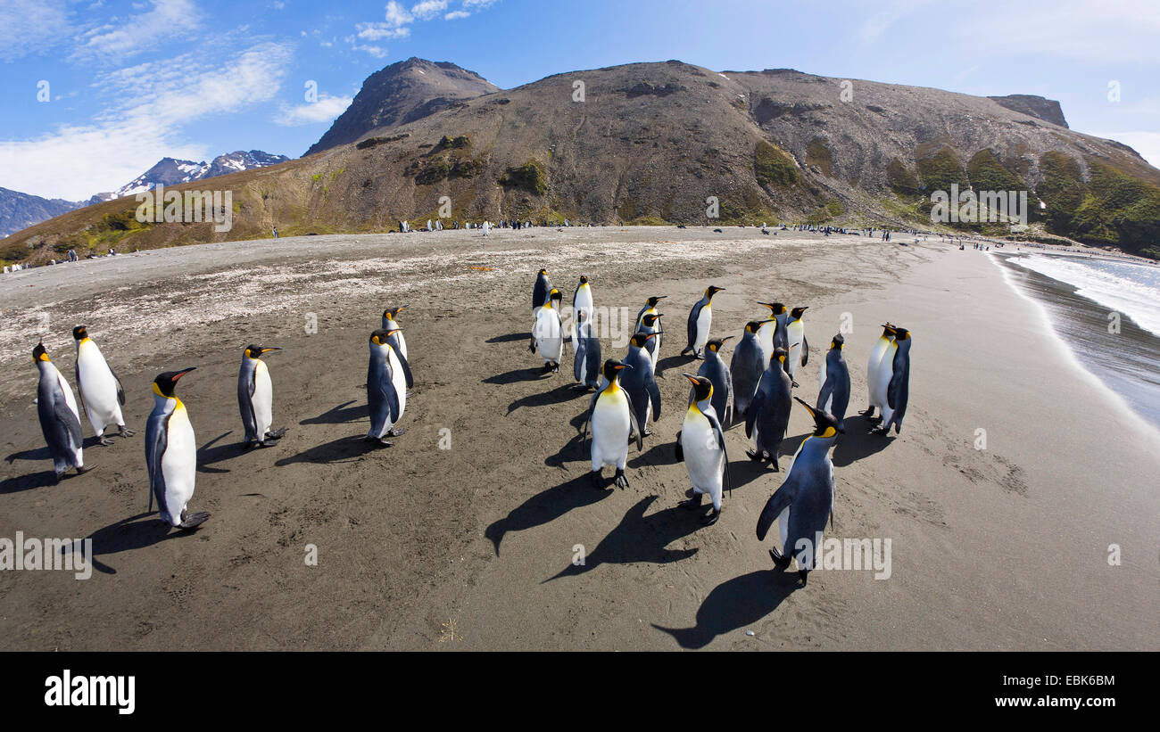 king penguin (Aptenodytes patagonicus), on the beach, Suedgeorgien, St. Andrews Bay Stock Photo