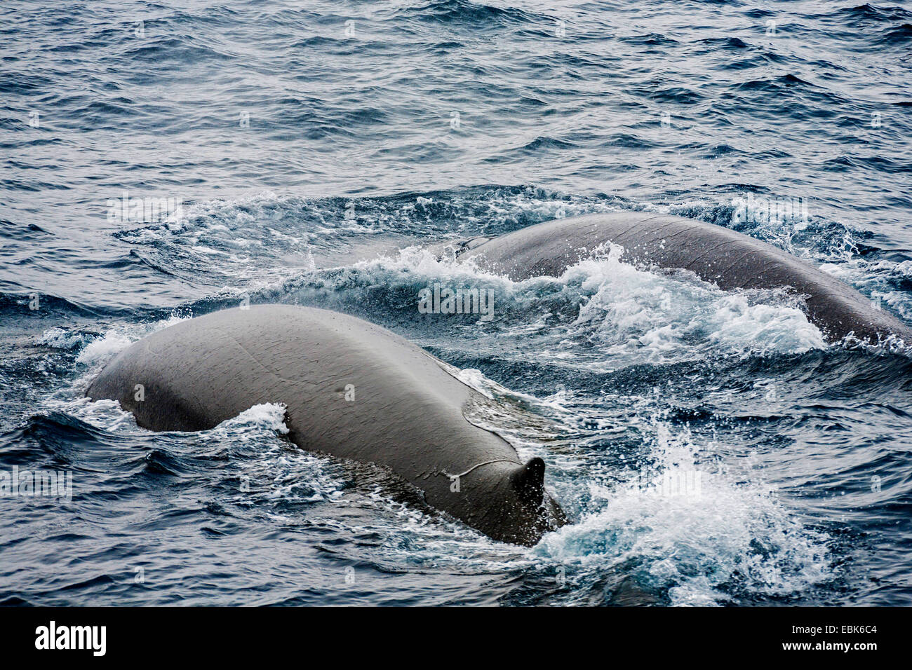 fin whale, common rorqual (Balaenoptera physalus), breathing, Antarctica Stock Photo
