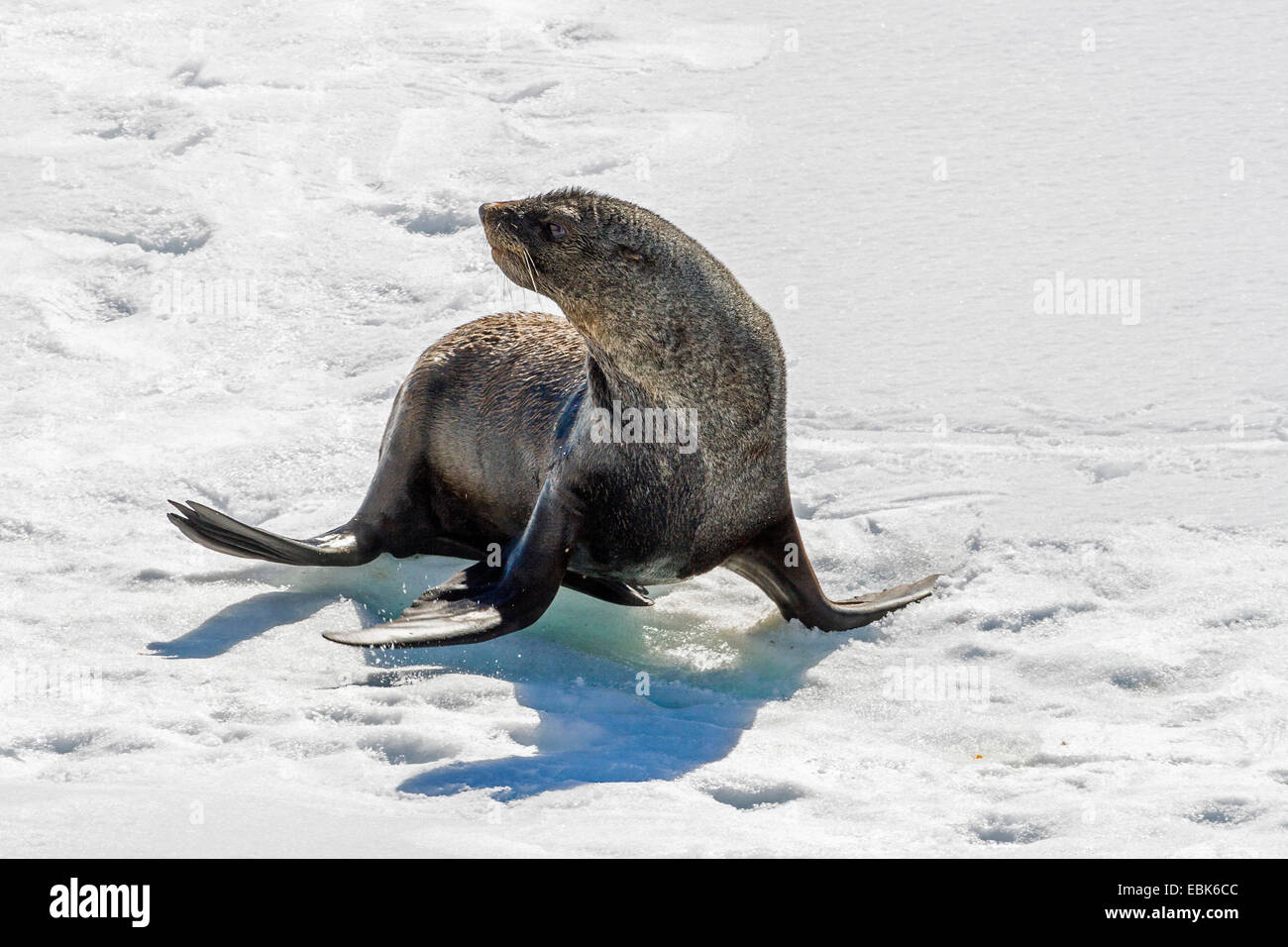 Antarctic Fur Seal (Arctocephalus Gazella), On Icefloe, Antarctica ...