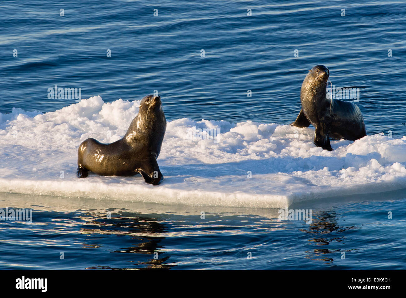 Antarctic fur seal (Arctocephalus gazella), fur seals on icefloe, Antarctica Stock Photo
