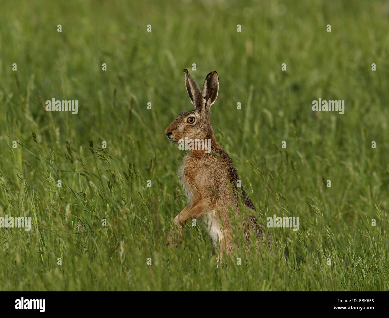 European hare (Lepus europaeus), standing on the hind paws in a meadow, Germany Stock Photo