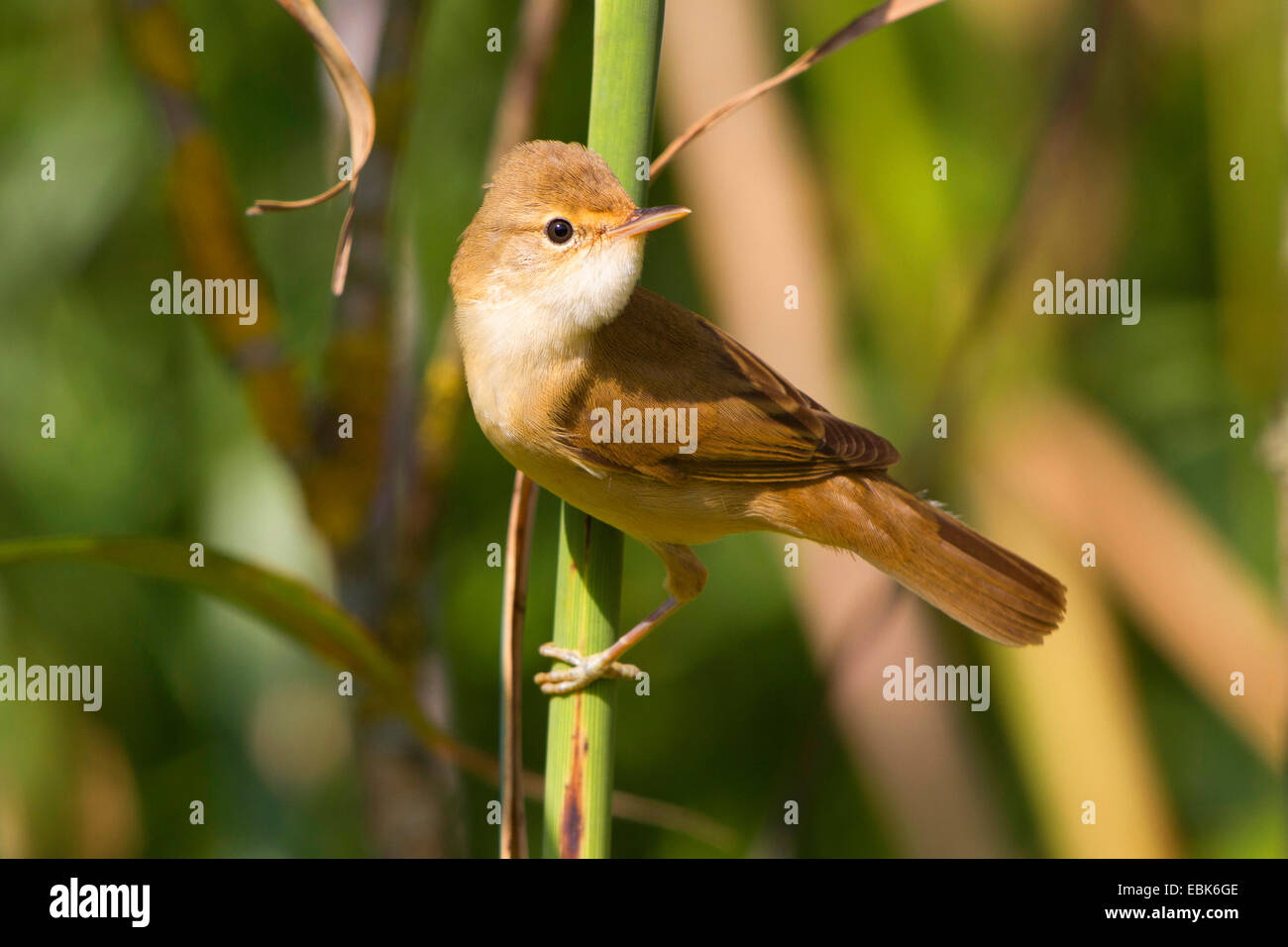 marsh warbler (Acrocephalus palustris), male on a reed sprout, looking around, Germany, Bavaria Stock Photo