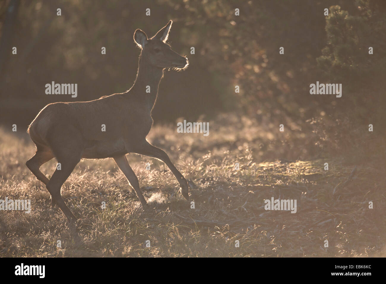 red deer (Cervus elaphus), backlit photo of a hind at a forest edge, Denmark, Jylland Stock Photo