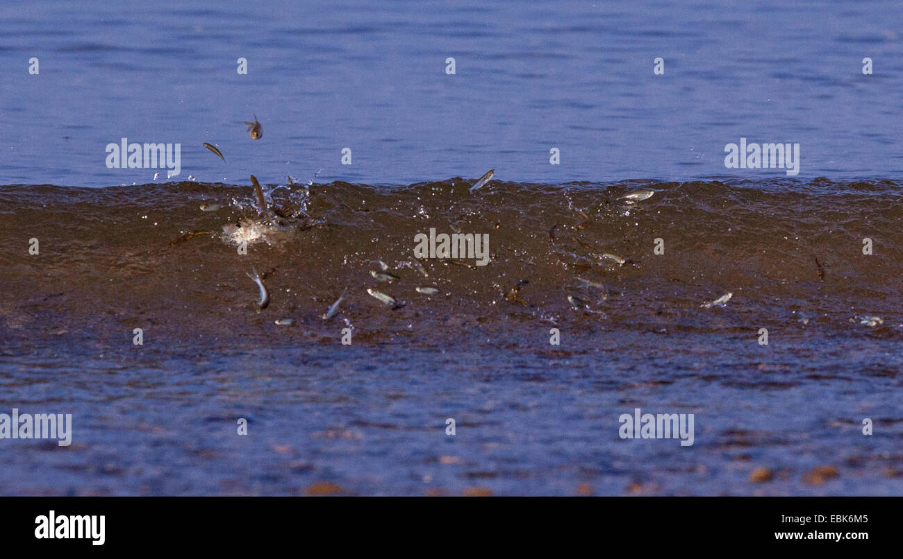 Danubian bleak, Danube bleak, shemaya (Chalcalburnus chalcoides mento), shoal of young fishes on water surface fleeing from perches, Germany, Bavaria, Lake Chiemsee, Dorfen Stock Photo