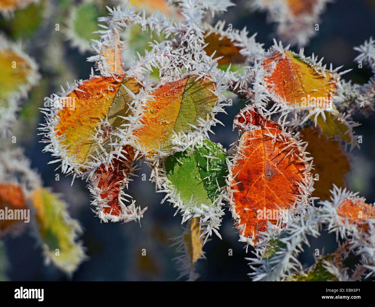 apple tree (Malus domestica), autumn leaves with hoar frost in backlight, Germany, Baden-Wuerttemberg Stock Photo