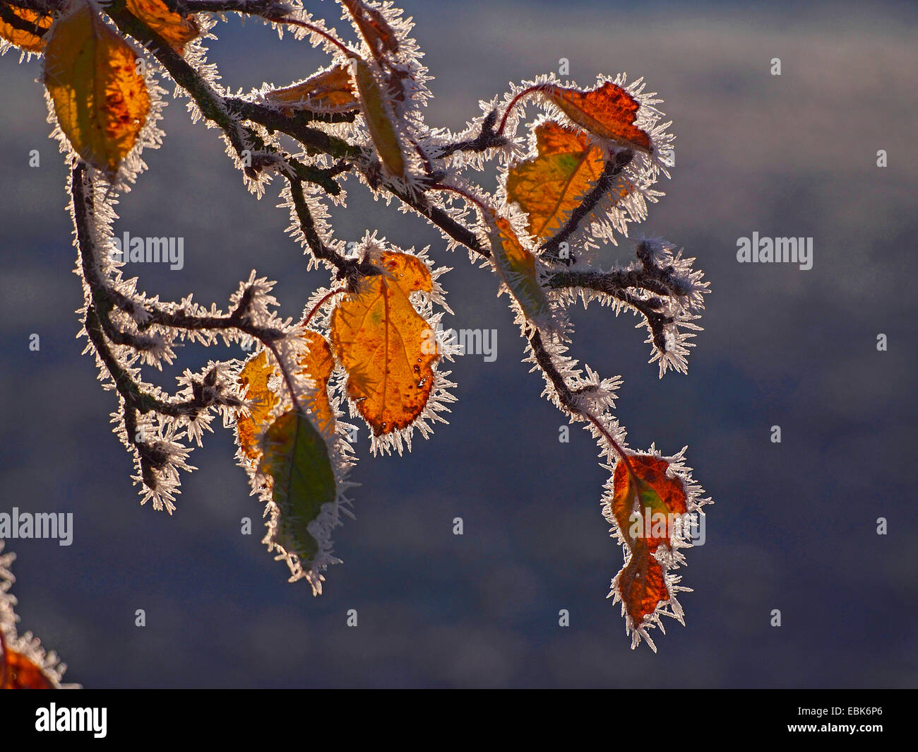 apple tree (Malus domestica), autumn leaves with hoar frost in backlight, Germany, Baden-Wuerttemberg Stock Photo