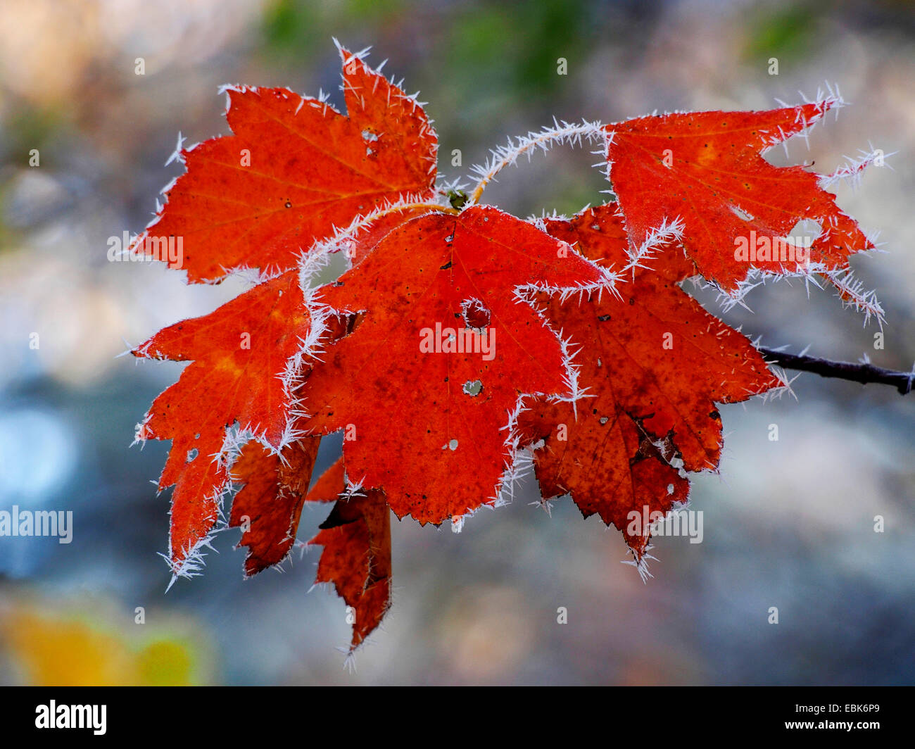 wild service tree (Sorbus torminalis), autumn leaves with hoar frost in backlight, Germany, Baden-Wuerttemberg Stock Photo