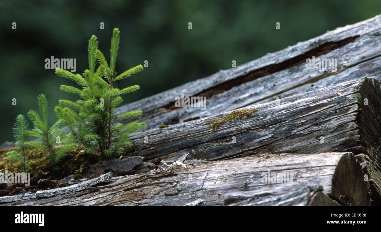 Norway Spruce Picea Abies Seedling On A Stacks Of Logs Germany Lower Saxony Stock Photo Alamy