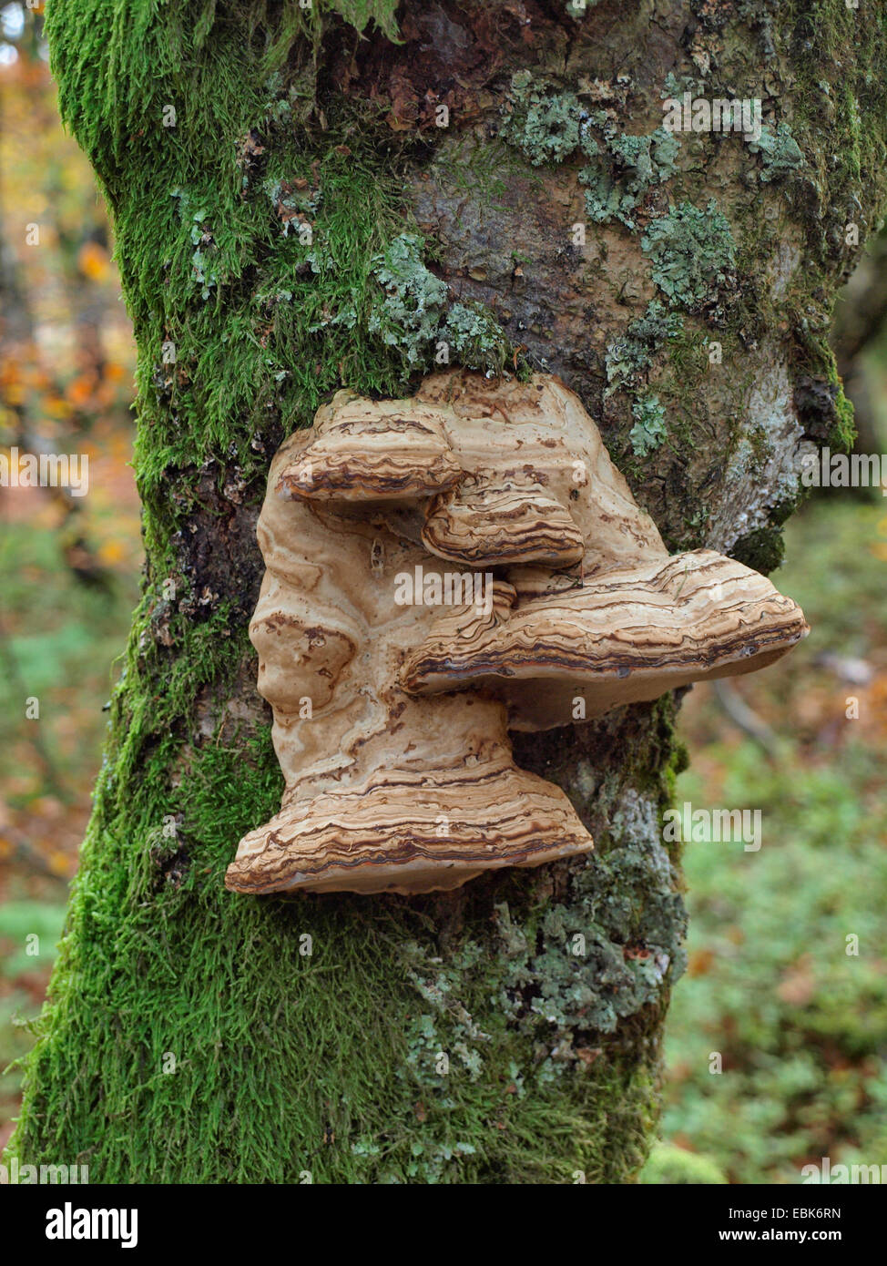 bracket fungi on tree trunk, France, Alsace, Vosges Mountains, NSG Tanet-Gazon du Fang Stock Photo