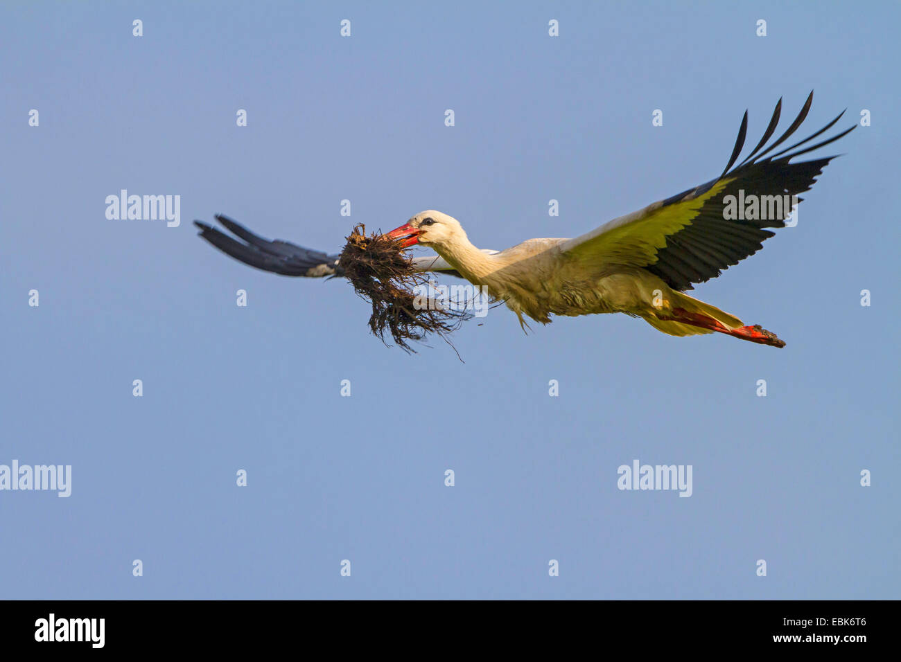 white stork (Ciconia ciconia), flying with nesting material in iis beak, Switzerland, Sankt Gallen, Rheineck Stock Photo