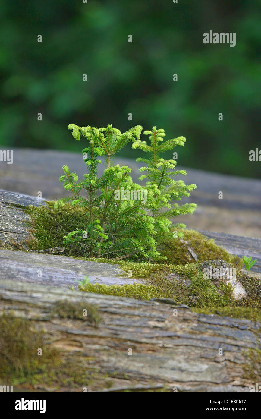 Norway Spruce Seedlings High Resolution Stock Photography And Images Alamy