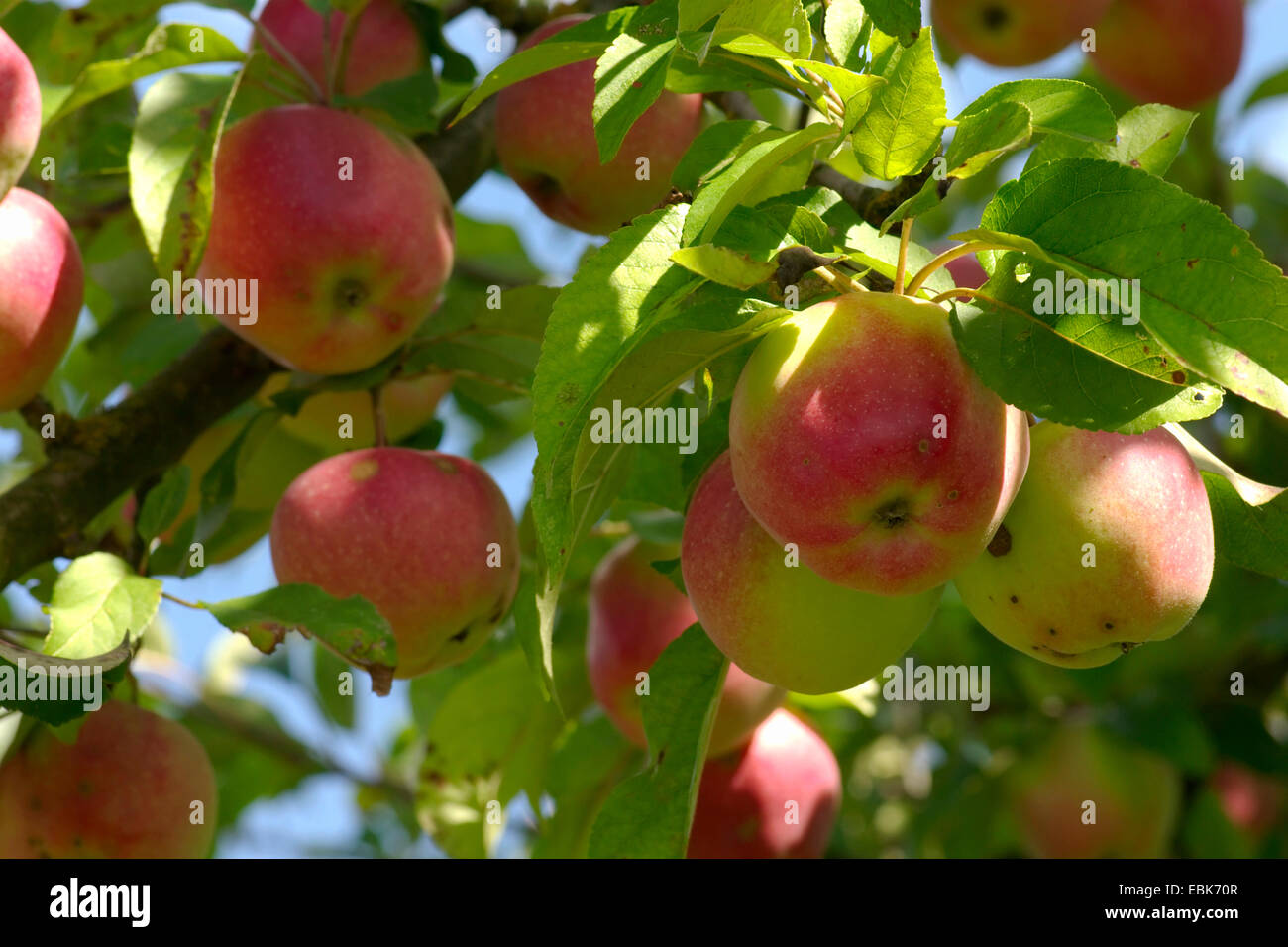 apple tree (Malus domestica), red appels at the tree, Germany Stock Photo