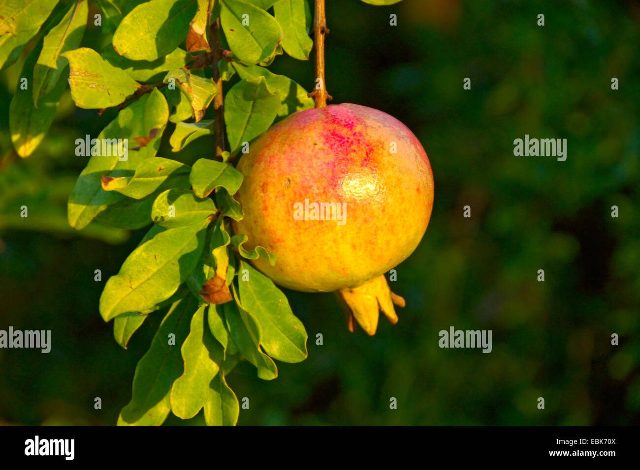 pomegranate, anar (Punica granatum), fruit, Italy Stock Photo