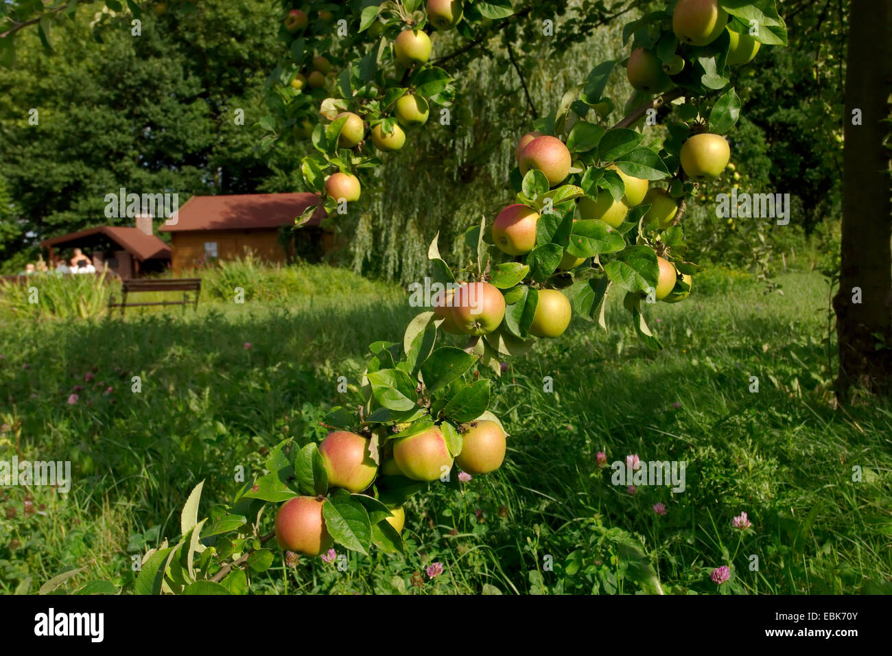 apple tree (Malus domestica), appels at the tree, Germany Stock Photo