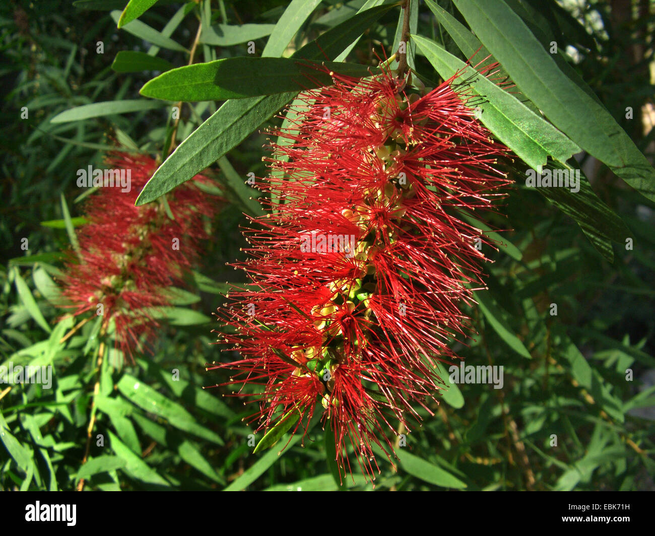 Red bottlebrush, Weeping bottlebush (Callistemon viminalis), blooming