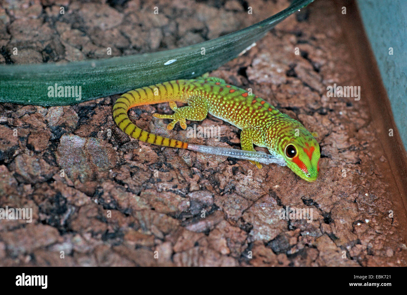 Madagascar giant day gecko (Phelsuma madagascariensis grandis, Phelsuma grandis), juvenile at first skinning Stock Photo