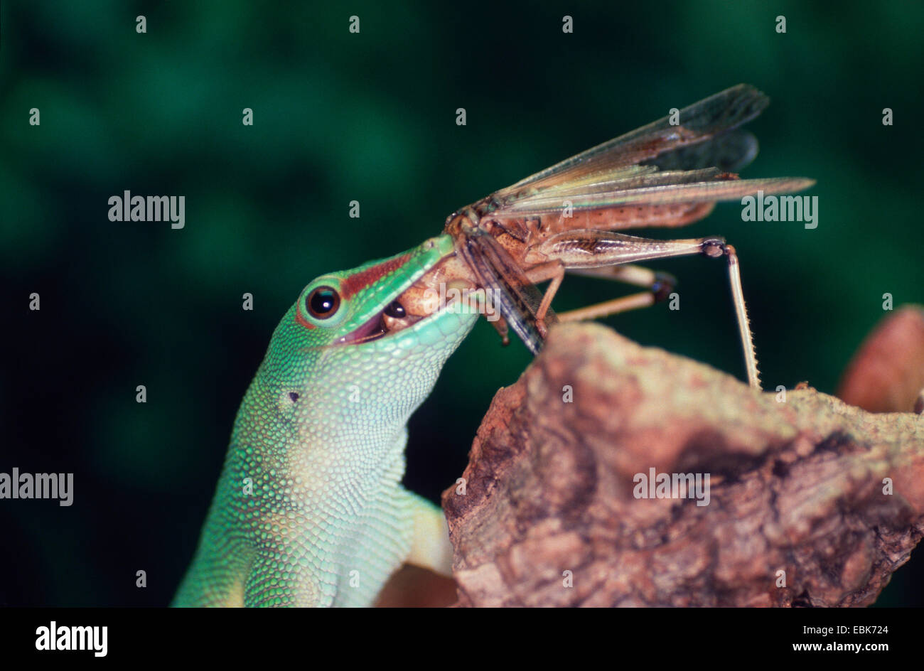 Gecko prey hi-res stock photography and images - Alamy