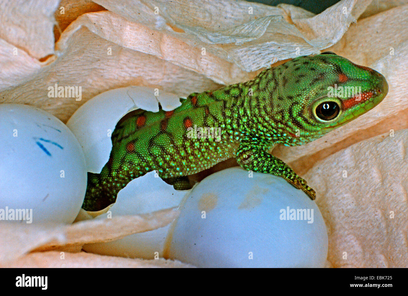 Baby Gecko Hi res Stock Photography And Images Alamy Baby Gecko Hi res Stock Photography And Images Alamy