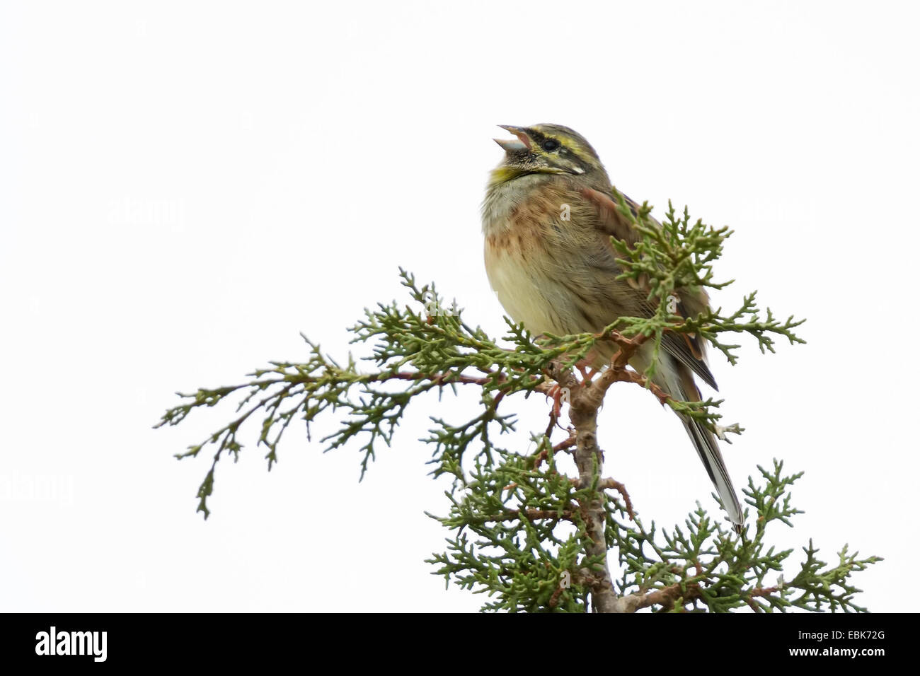 A Cirl Bunting (Emberiza cirlus) singing on the top of a tree Stock Photo