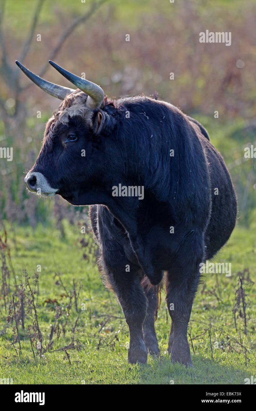 Heck cattle (Bos primigenius f. taurus), Bull in a pasture, Germany, Schleswig-Holstein, Naturschutzgebiet Weidelandschaft Eidertal Stock Photo