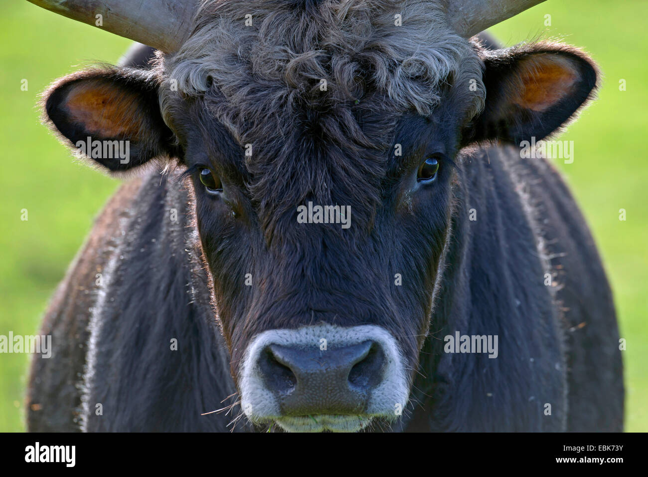 Heck cattle (Bos primigenius f. taurus), bull, portrait, Germany, Schleswig-Holstein Stock Photo