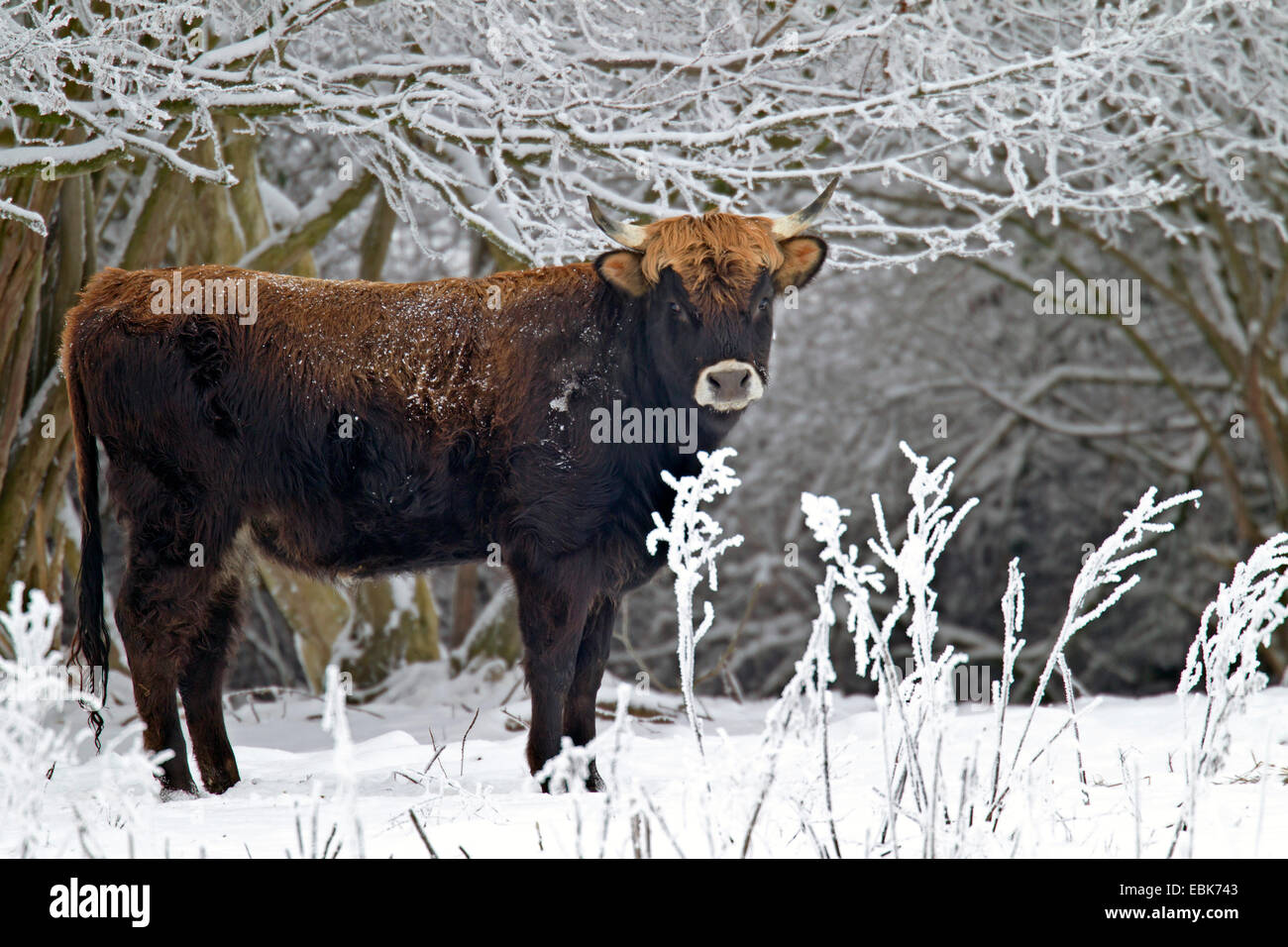 Heck cattle (Bos primigenius f. taurus), cow in winter in a pasture, Germany, Schleswig-Holstein, Naturschutzgebiet Weidelandschaft Eidertal Stock Photo