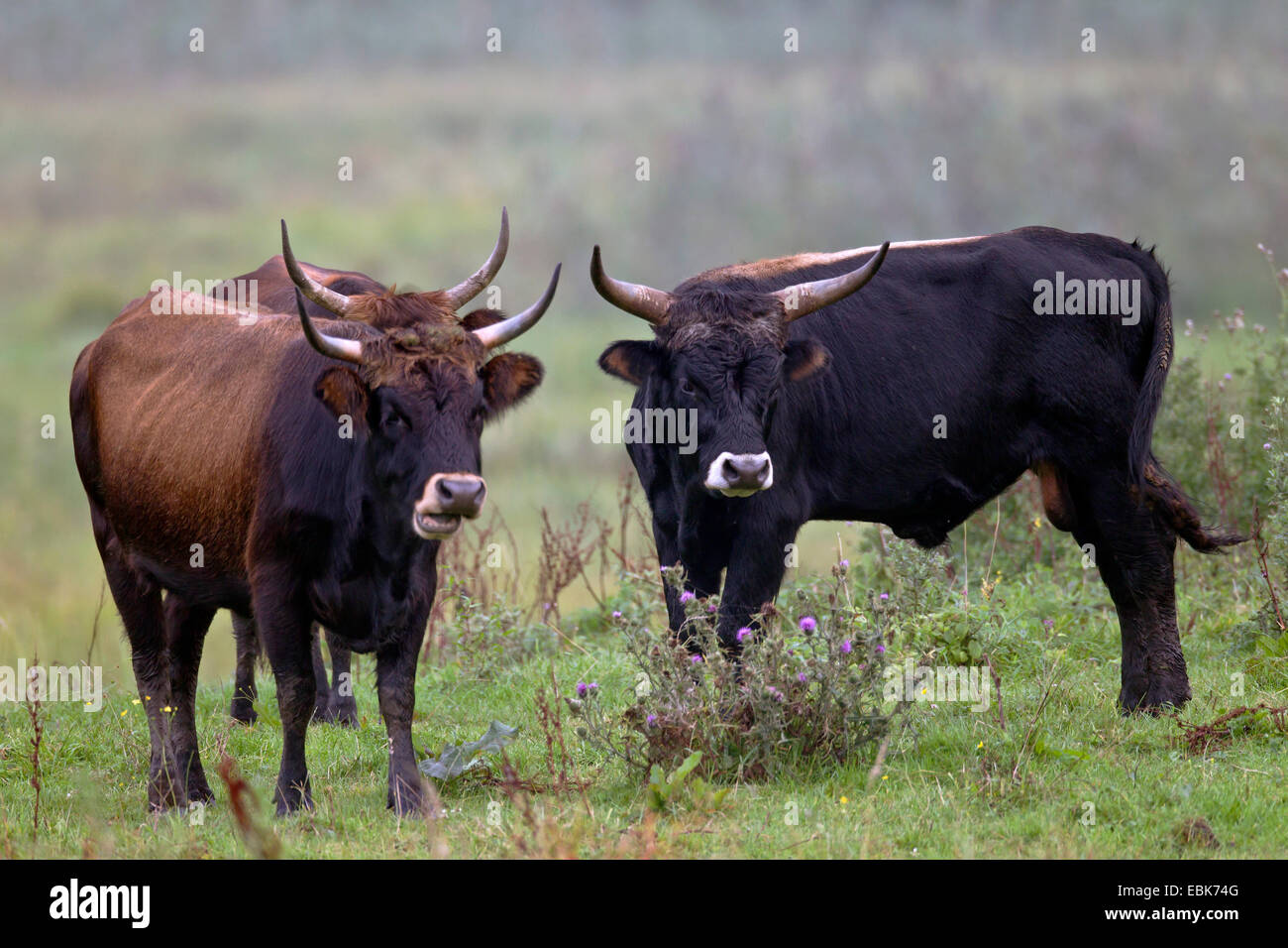 Heck cattle (Bos primigenius f. taurus), cow grazing in a pasture, Germany, Schleswig-Holstein, Naturschutzgebiet Weidelandschaft Eidertal Stock Photo