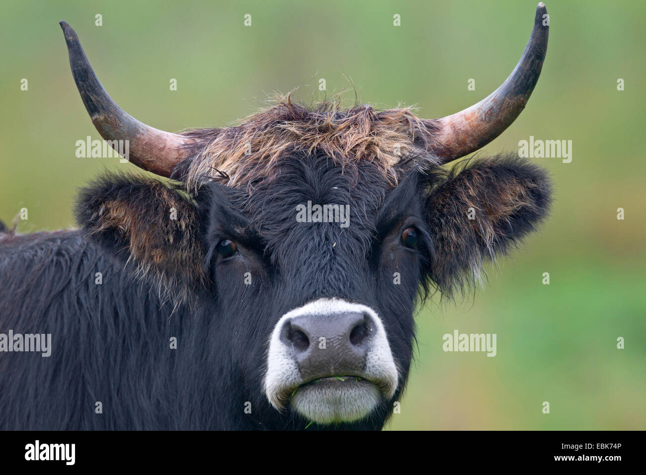 Heck cattle (Bos primigenius f. taurus), cow, portrait, Germany, Schleswig-Holstein Stock Photo