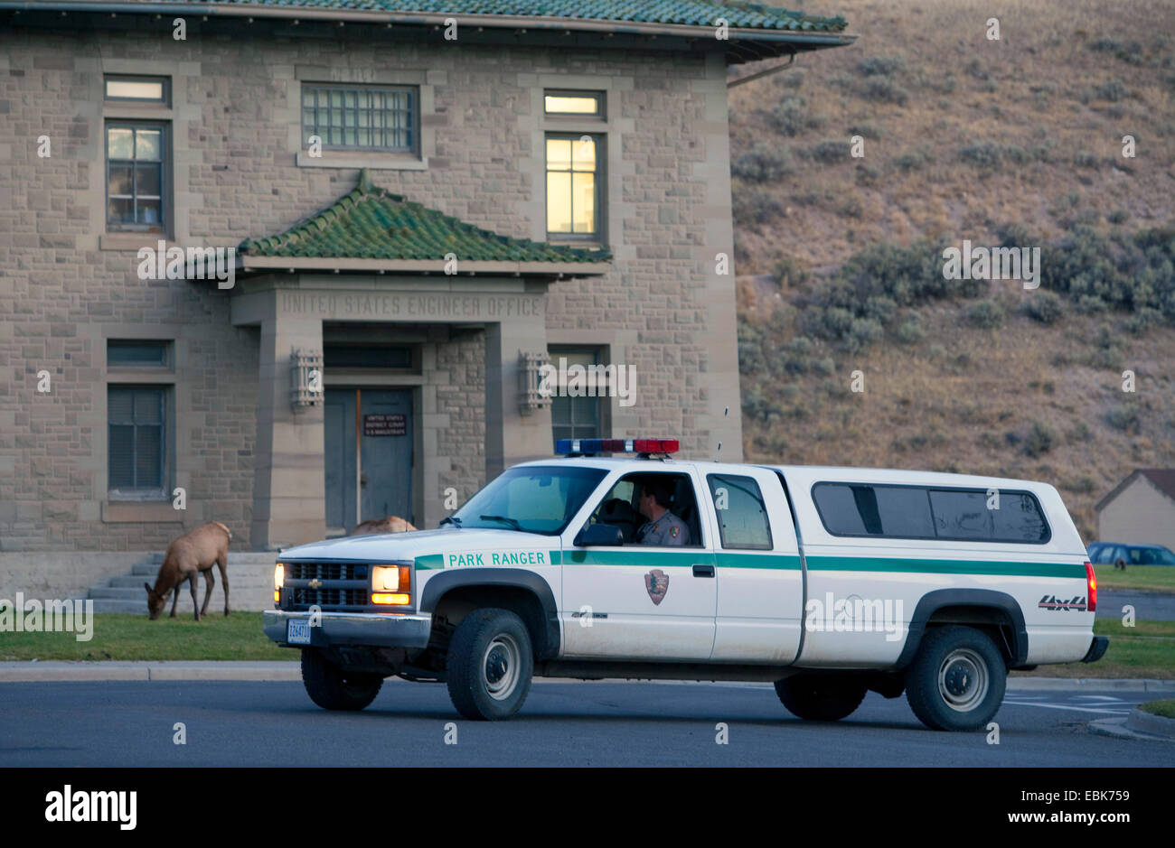 wapiti, elk (Cervus elaphus canadensis, Cervus canadensis), park ranger keeping an eye on elks grazing in fronz of a house, USA, Wyoming, Yellowstone National Park, Mammoth Hot Springs Stock Photo