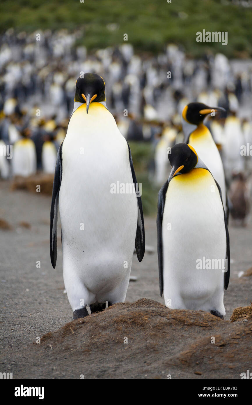 king penguin (Aptenodytes patagonicus), colony at the beach, Suedgeorgien, Gold Harbour Stock Photo