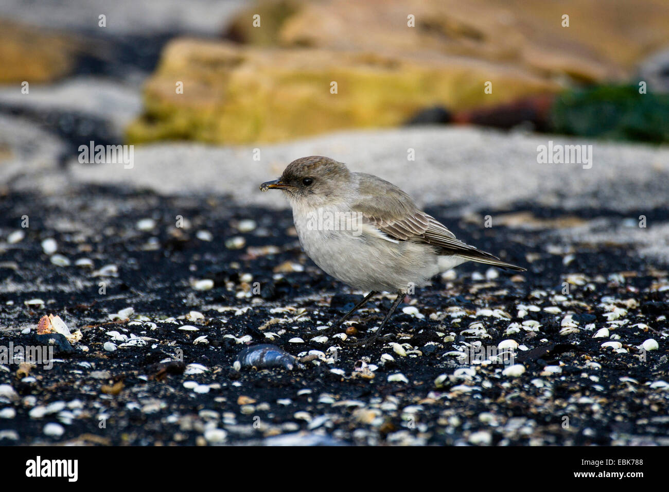 dark-faced ground tyrant (Muscisaxicola macloviana), with feed in the beak at the coast, Falkland Islands, New Island Stock Photo