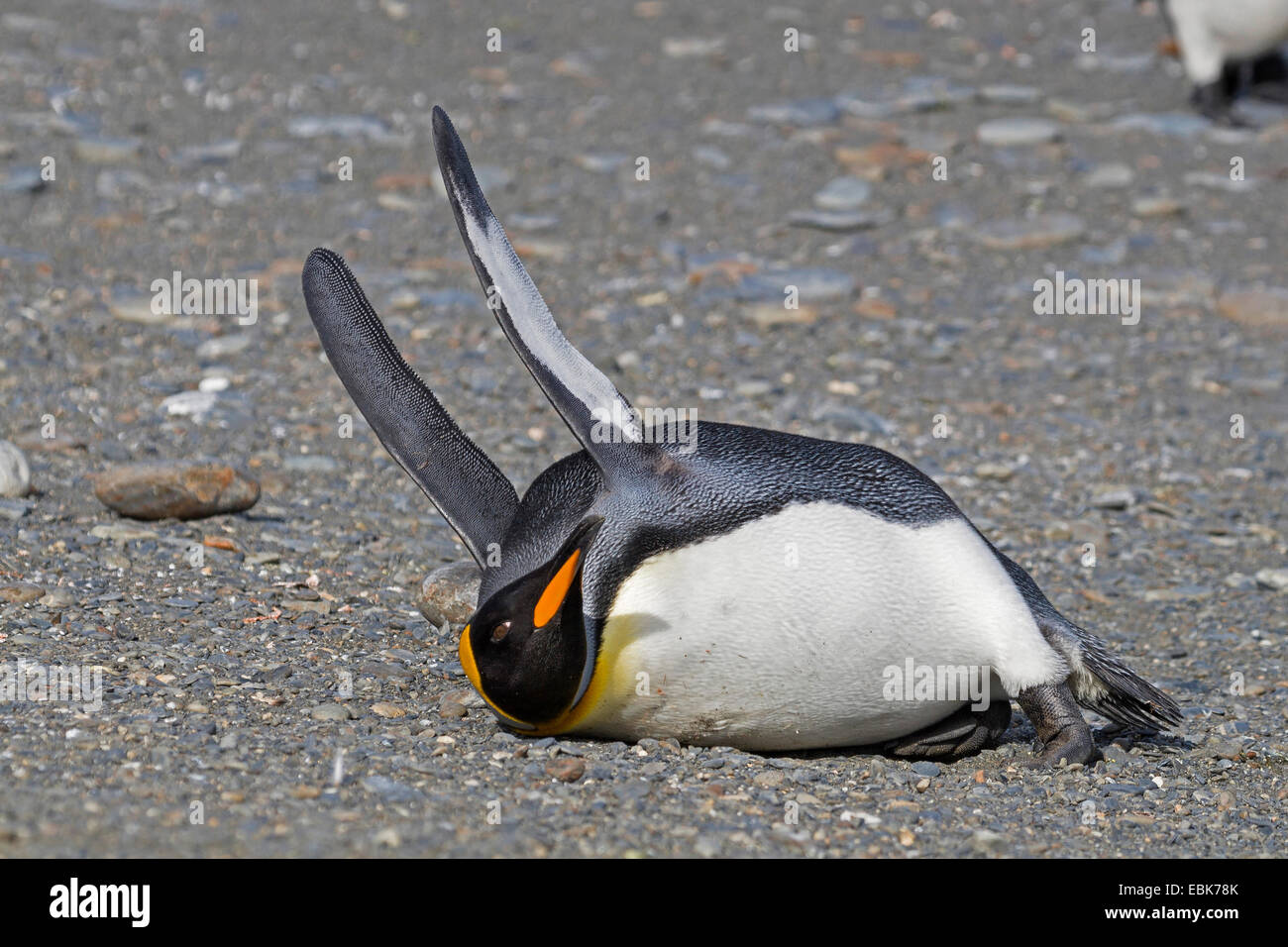 king penguin (Aptenodytes patagonicus), lying on the back in a breeding colony, Suedgeorgien, St. Andrews Bay Stock Photo